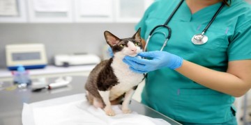 Old Town Animal Hospital